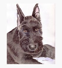 Max, a Schnauzer Puppy Photographic Print