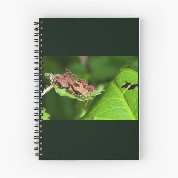 Item preview, How many Shield Bugs on one leaf, Lyme Dorset UK designed and sold by lynn carter.