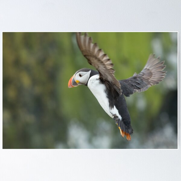 Item preview, Puffin designed and sold by Chris Good.
