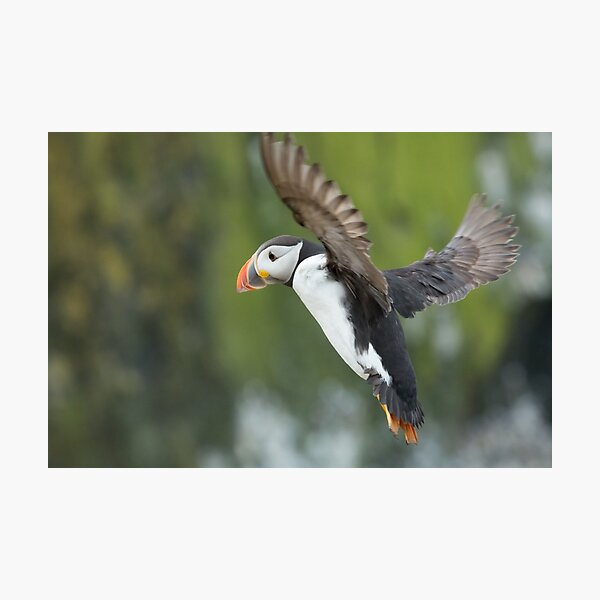 Puffin Photographic Print