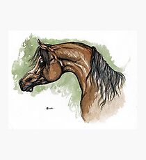 The bay arabian horse portrait Photographic Print