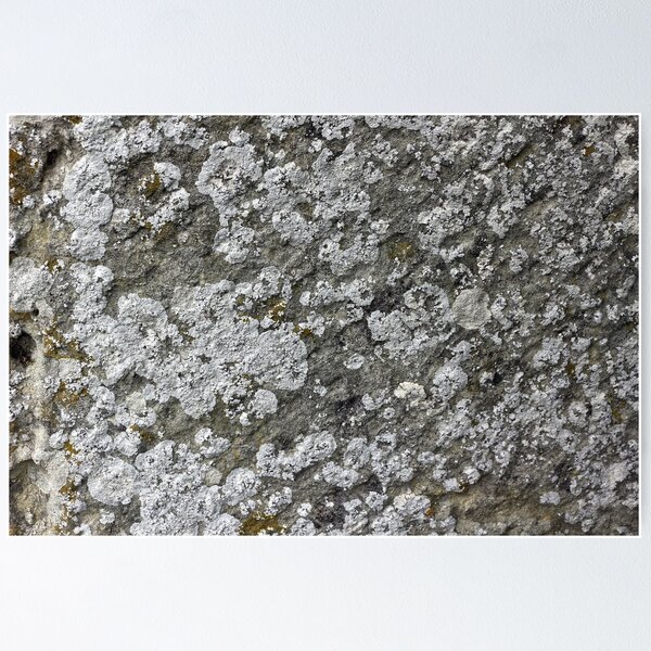 Item preview, Lichen texture designed and sold by pinkal.