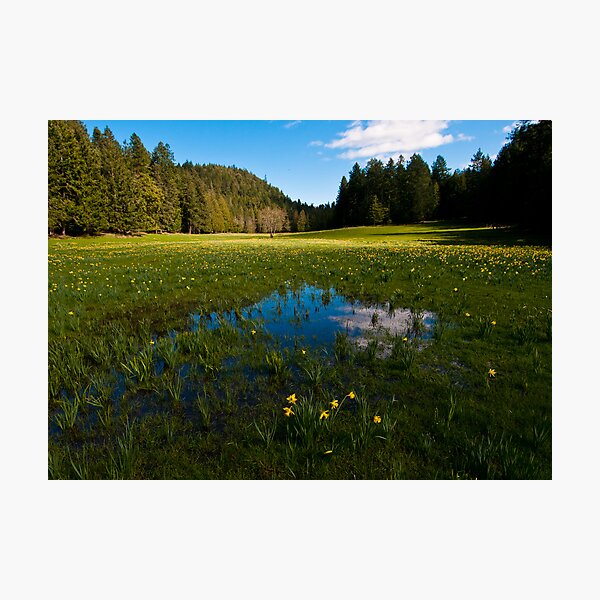 Rainsford's Field in Spring Photographic Print