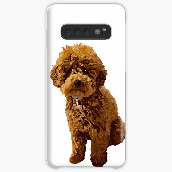 ginger miniature poodle