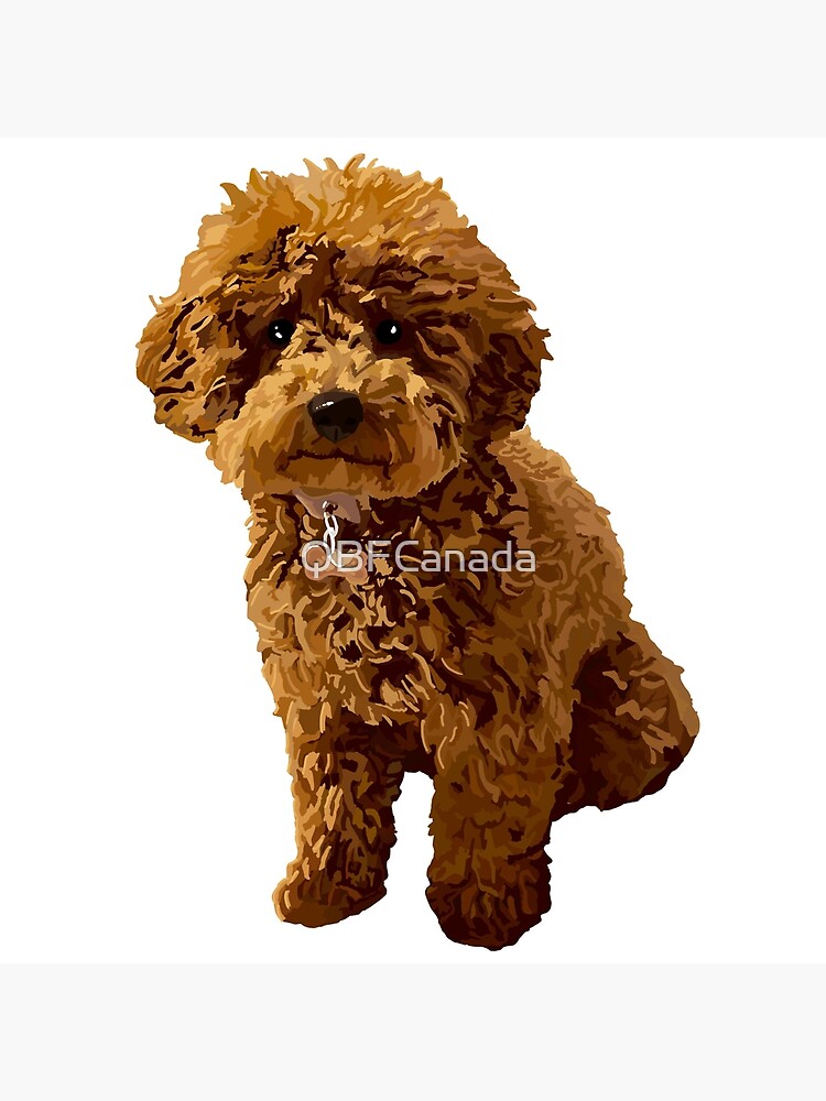 ginger toy poodle
