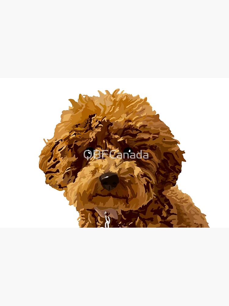 ginger toy poodle