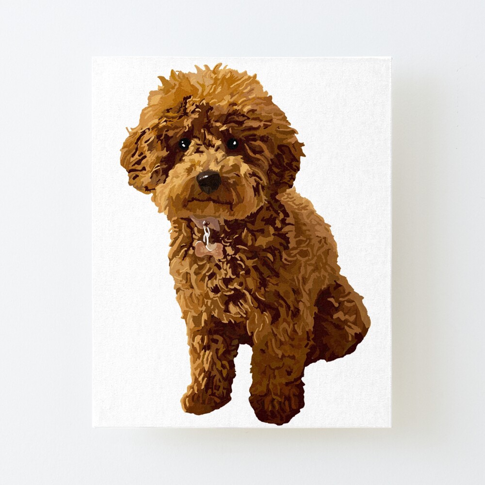 ginger poodle puppy
