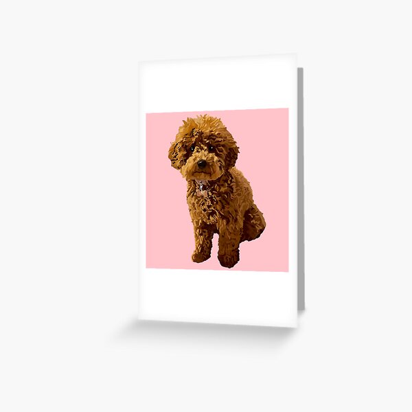 Ginger toy clearance poodle