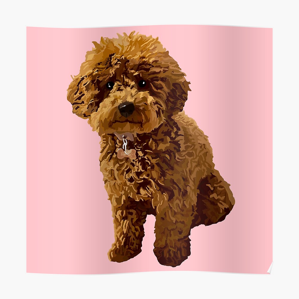 pink toy poodle