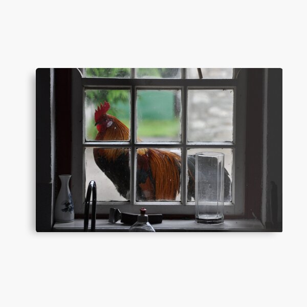 There's a Rooster on my Windowsill Metal Print