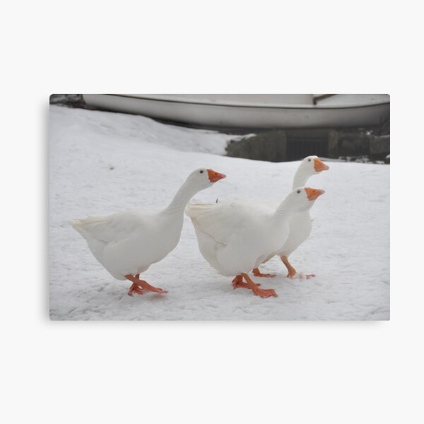 Snowy Geese Trio Metal Print