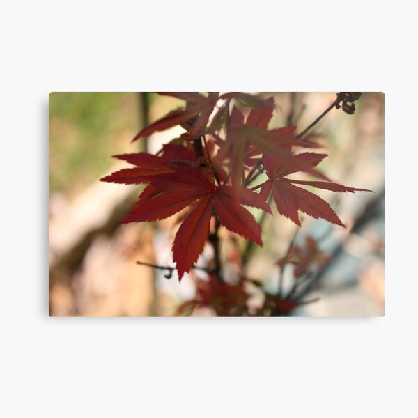 Maple Metal Print