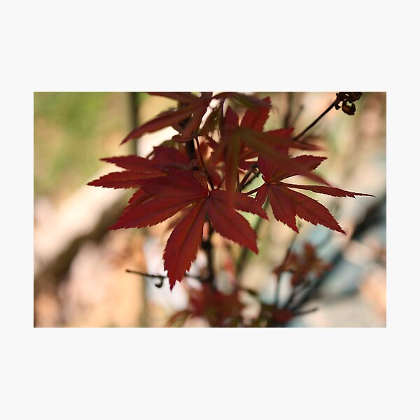 Maple Photographic Print