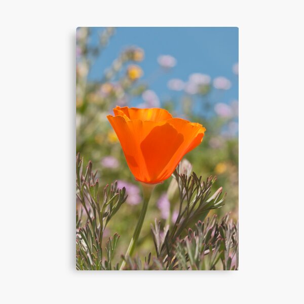 CALIFORNIA GOLD Canvas Print