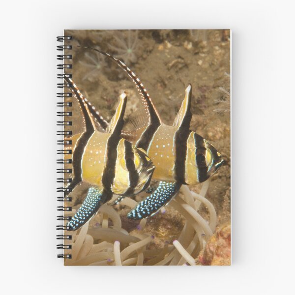 Item preview, Banggai Cardinalfish, North Sulawesi, Indonesia designed and sold by Erik Schlogl.