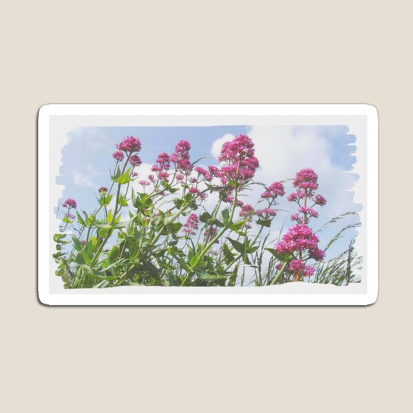 Item preview, Pink Canvass designed and sold by SkatingGirl.