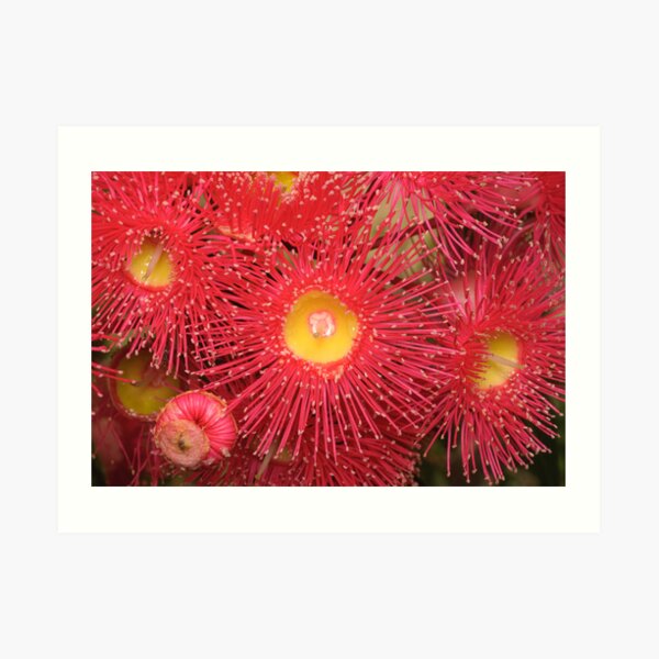 Red-flowering Gum Flower Art Print