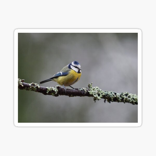 Eurasian blue tit in November II Sticker