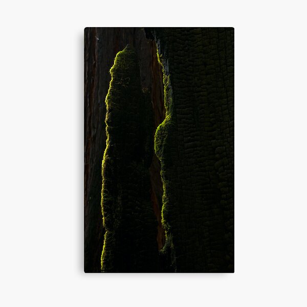 Moss on burned Redwood Canvas Print