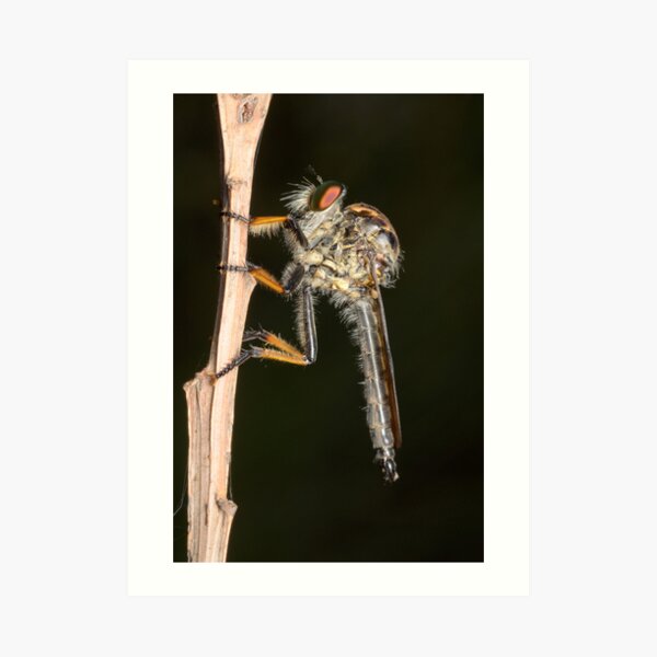 Common Yellow Robberfly - Ommatius sp. Art Print