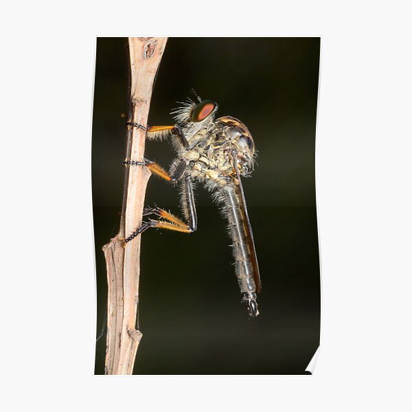 Common Yellow Robberfly - Ommatius sp. Poster