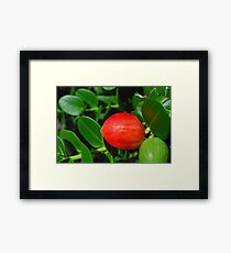 Red Fruit Framed Print