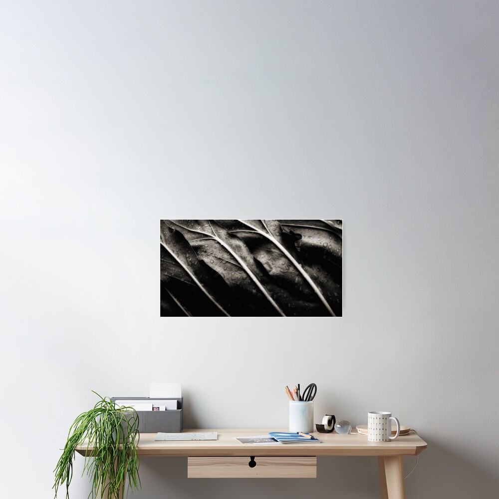 Philodendron, autumn shower Poster