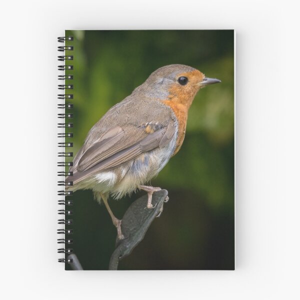 Item preview, Robin designed and sold by Adrian Rowley.