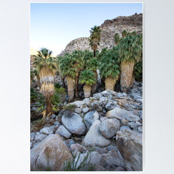 Item preview, California Palms designed and sold by RILEY J MEDIA.