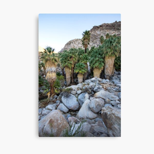 California Palms Canvas Print