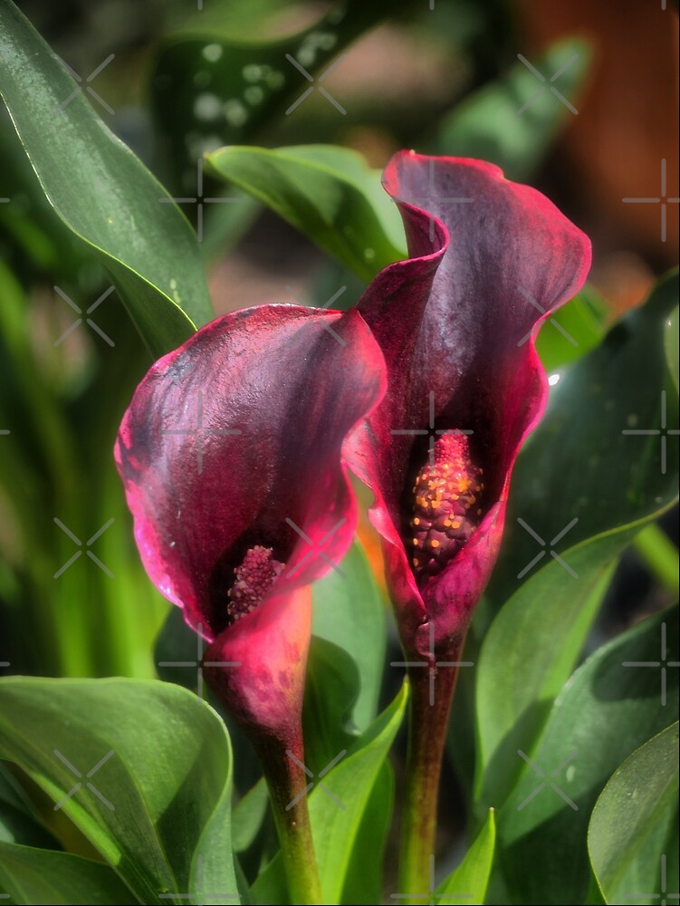 Lily Rudolph «Calla Lily