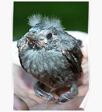 Fledgling Poster