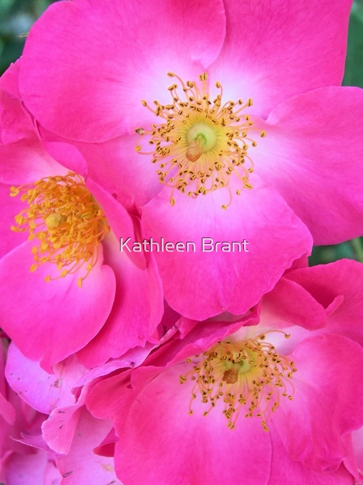 Thumbnail 4 of 4, iPhone Case, Prairie Roses designed and sold by Kathleen Brant.