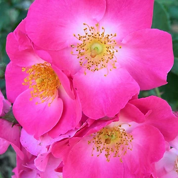 Artwork thumbnail, Prairie Roses by Kathleen Brant
