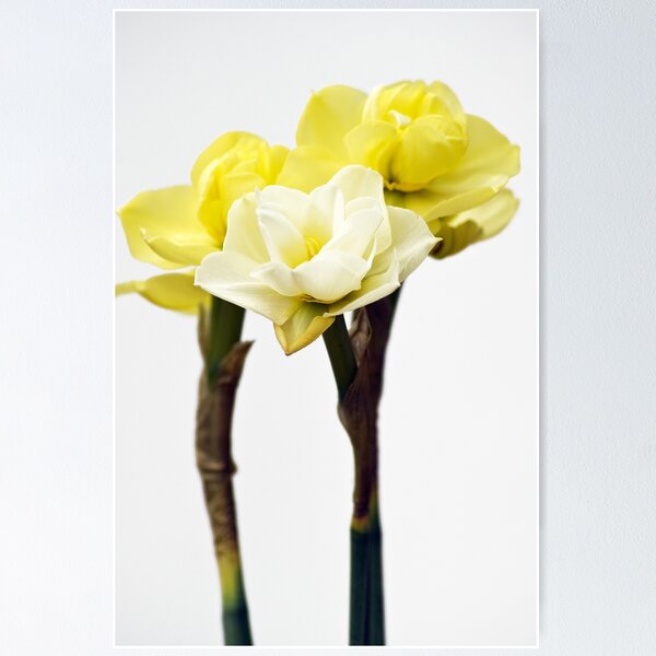 Item preview, Standing proud designed and sold by Steve plowman.