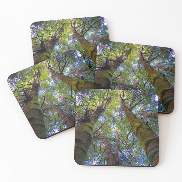 Item preview, Birch Trees Tower High Into Sky On The Slopes Of Mount Wellington Tasmania designed and sold by nickegglington.