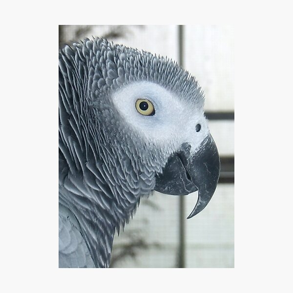 Item preview, Elvis the African Grey Parrot designed and sold by Michaela1991.