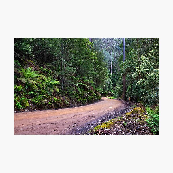 Item preview, Forest Roadway Mount Field National Park Photographic Print designed and sold by nickegglington.