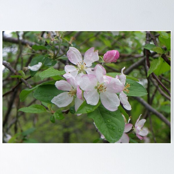 Item preview, Potentially Apple designed and sold by Bob Hardy.