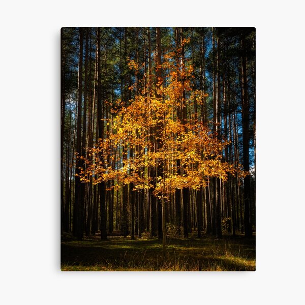 Canvas Print