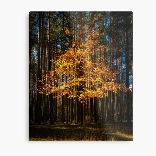 Metal Print