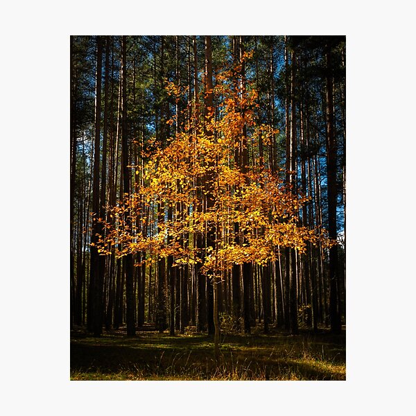 Photographic Print
