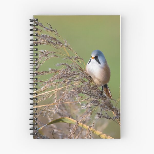 Item preview, Bearded tit designed and sold by HoundieLover.