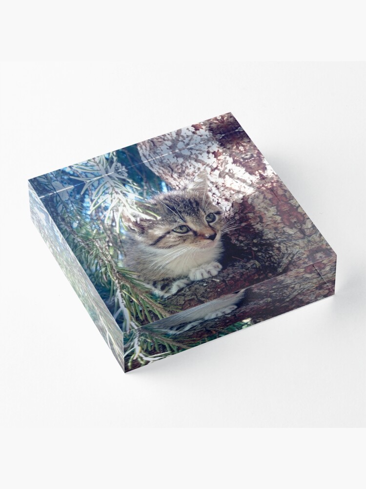 Alternative Ansicht von Tiger auf Baum Acrylblock