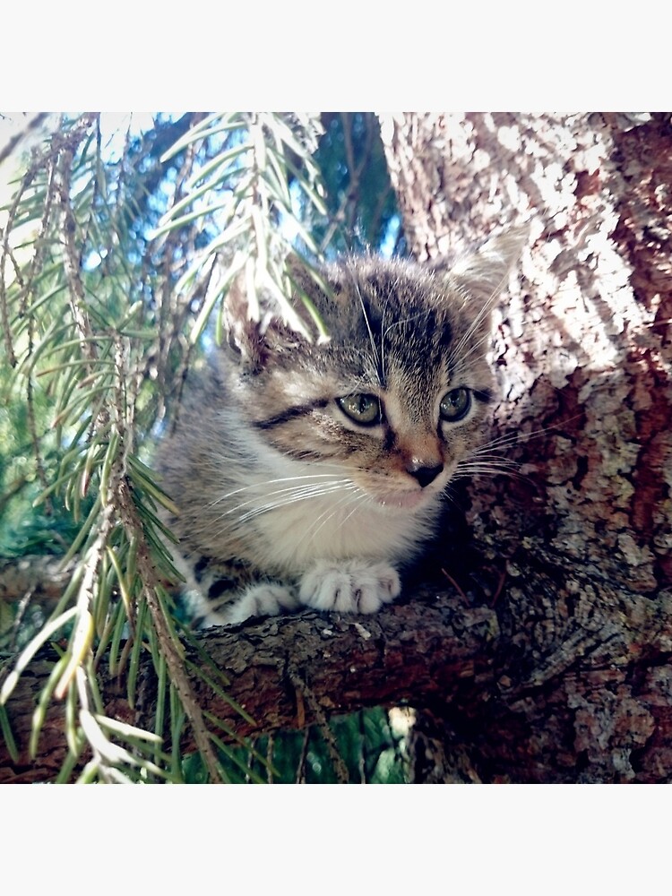 Tiger auf Baum von Gourmetkater