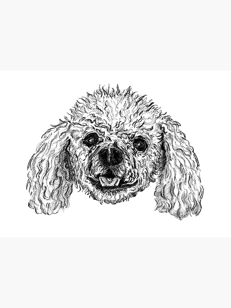 miniature poodle drawing
