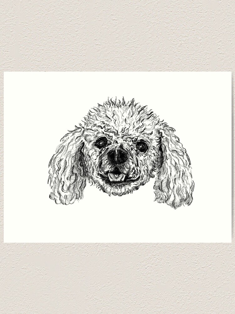 miniature poodle drawing
