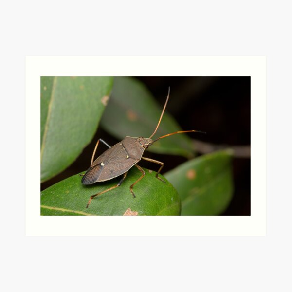 Two-spotted Gum Tree Shield Bug - Poecilometis parilis Art Print