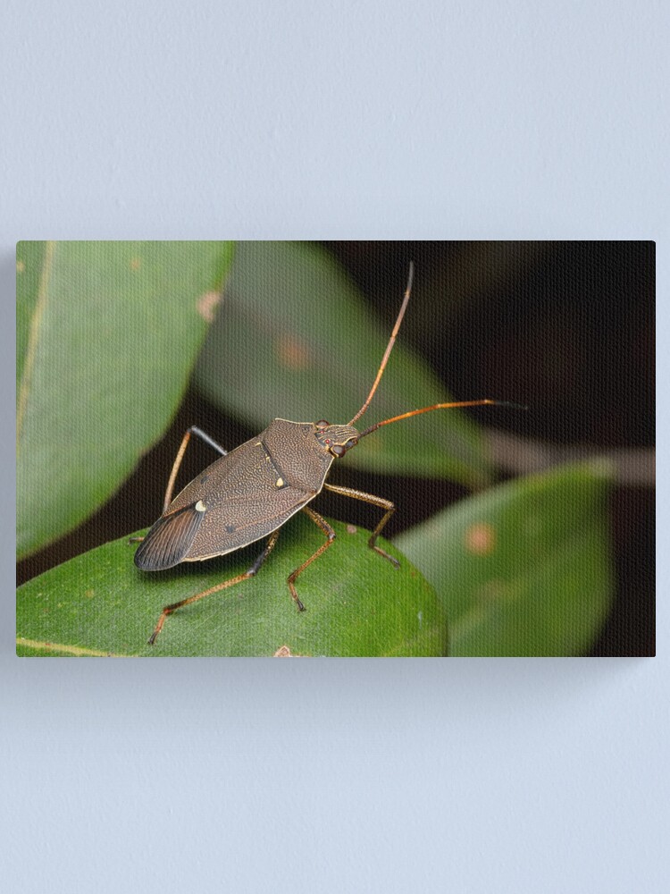Alternate view of Two-spotted Gum Tree Shield Bug - Poecilometis parilis Canvas Print