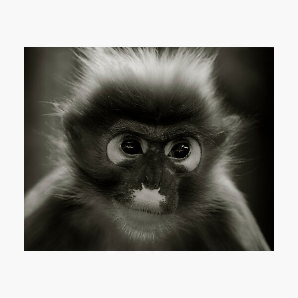 Item preview, Not So Cheeky Monkey designed and sold by John Dickson.